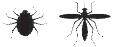 Bugs
